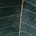 Close up of a green leaf texture