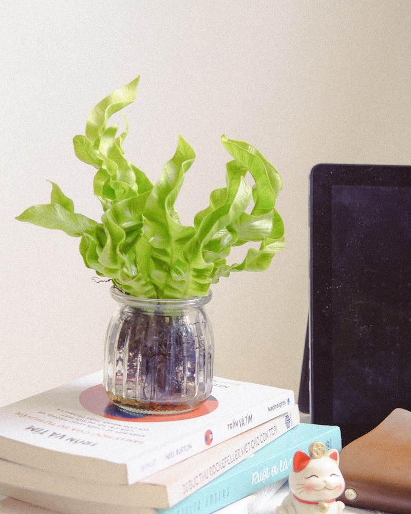 Minimalist desk setup with green plants and soft lighting